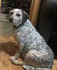 Beagle Dogs for adoption in Remus, MI, USA