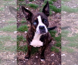 Boston Terrier-Boxer Mix Dogs for adoption in Alexander, AR, USA