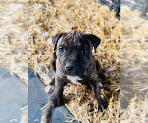 American Pit Bull Terrier Dogs for adoption in Claremore, OK, USA