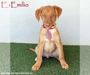 Shepradors Dogs for adoption in San Diego, CA, USA