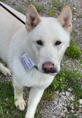 Akita Dogs for adoption in Livonia, MI, USA