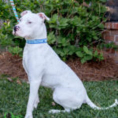 Bullypit Dogs for adoption in savannah, GA, USA