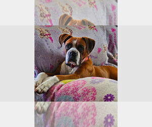 Boxer Dogs for adoption in Austin, TX, USA