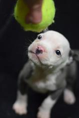 Bulldog Dogs for adoption in Bronx, NY, USA