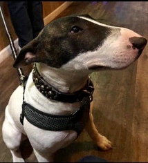Bull Terrier Dogs for adoption in Wyckoff, NJ, USA