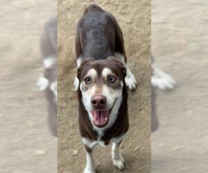 Siberian Husky-Unknown Mix Dogs for adoption in Riverside, CA, USA