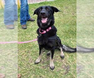 German Shepherd Dog-Unknown Mix Dogs for adoption in Ocala, FL, USA