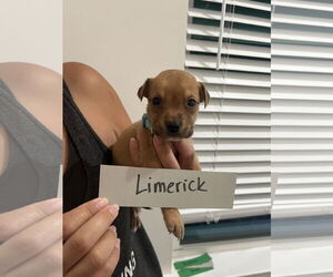 Mutt Dogs for adoption in New Orleans, LA, USA