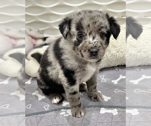Sheprador Dogs for adoption in Corona, CA, USA
