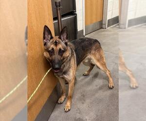 German Shepherd Dog Dogs for adoption in Forestville, MD, USA