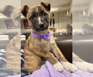 Mutt Dogs for adoption in Fenton, MO, USA