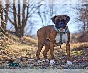 Boxer Dogs for adoption in Mt Carmel, PA, USA