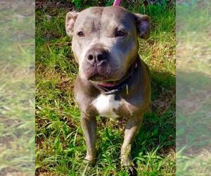 American Pit Bull Terrier-Unknown Mix Dogs for adoption in Staley, NC, USA