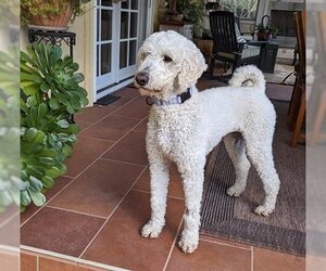 Poodle (Standard) Dogs for adoption in San Martin, CA, USA