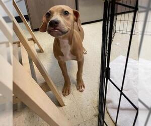 Redbone Coonhound Dogs for adoption in Austin, TX, USA
