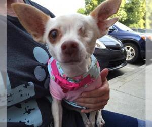Chihuahua Dogs for adoption in San Bernardino , CA, USA
