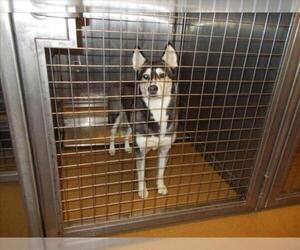 Siberian Husky Dogs for adoption in Martinez, CA, USA