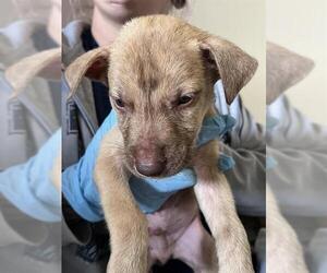American Pit Bull Terrier Dogs for adoption in Sugar Land, TX, USA