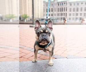 French Bulldog Dogs for adoption in St. Louis Park, MN, USA