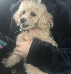 Poodle (Toy) Dogs for adoption in Lockport, IL, USA