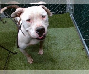 American Pit Bull Terrier Dogs for adoption in Downey, CA, USA