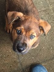 Shepweiller Dogs for adoption in Redding, CA, USA