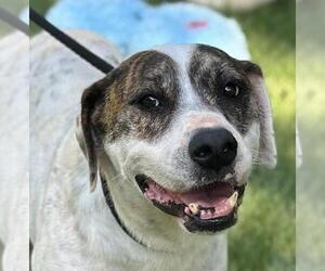 Labrador Retriever-Unknown Mix Dogs for adoption in Yardley, PA, USA