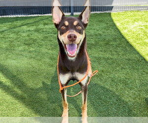 Scottish Collisky Dogs for adoption in Orange, CA, USA