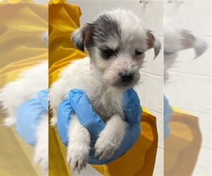 Mutt Dogs for adoption in San Bernardino, CA, USA