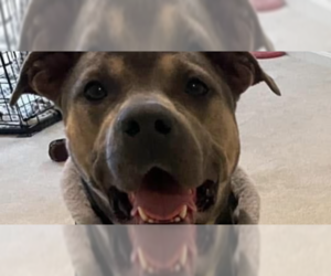 American Pit Bull Terrier-Unknown Mix Dogs for adoption in Wenonah, NJ, USA