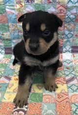 Medium Photo #1 Rottweiler-Unknown Mix Puppy For Sale in Holly Springs, NC, USA