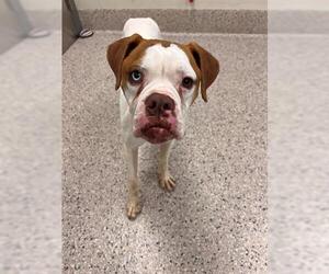 American Bulldog Dogs for adoption in Brighton, CO, USA