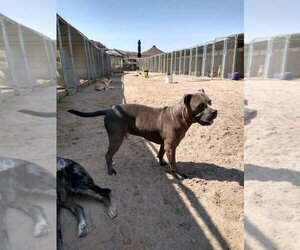 American Pit Bull Terrier Dogs for adoption in Golden Valley, AZ, USA