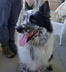Australian Shepherd Dogs for adoption in Paso Robles, CA, USA
