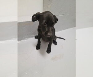 American Pit Bull Terrier-Unknown Mix Dogs for adoption in Augusta, GA, USA