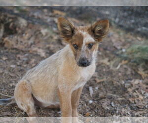 Australian Shepherd-Unknown Mix Dogs for adoption in Chama, NM, USA
