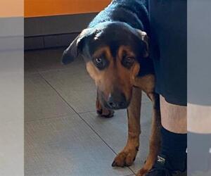 Black and Tan Coonhound-Unknown Mix Dogs for adoption in Rancho Cucamonga, CA, USA