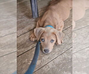 Labrador Retriever-Unknown Mix Dogs for adoption in Aurora, IN, USA
