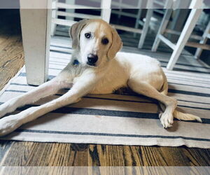 Labrador Retriever-Unknown Mix Dogs for adoption in Plainfield, IL, USA