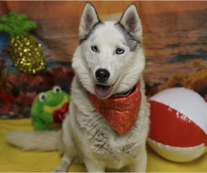 Siberian Husky Dogs for adoption in Placerville, CA, USA