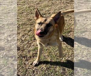 Medium Photo #1 German Shepherd Dog Puppy For Sale in Conroe, TX, USA