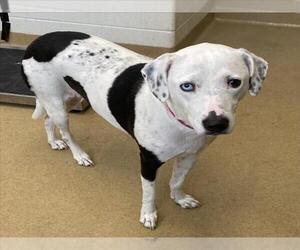 Dalmatian-Unknown Mix Dogs for adoption in Derwood, MD, USA