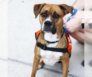 Boxer-Unknown Mix Dogs for adoption in Woodside, NY, USA