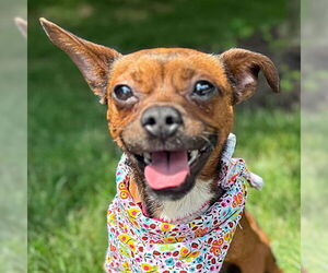 Boston Huahua Dogs for adoption in Arlington, VA, USA