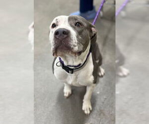 American Pit Bull Terrier Dogs for adoption in Forestville, MD, USA