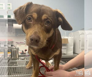 Basset Hound-Unknown Mix Dogs for adoption in Washington, DC, USA