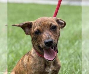 Dachshund-Unknown Mix Dogs for adoption in Yardley, PA, USA