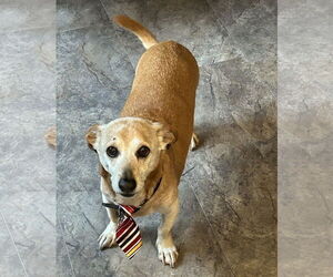 Dachshund Dogs for adoption in Doylestown, PA, USA