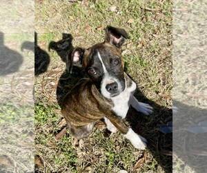 Boxer Dogs for adoption in Dumont, NJ, USA