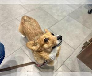 Pembroke Welsh Corgi-Unknown Mix Dogs for adoption in Fort Collins, CO, USA